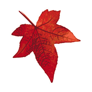 Fall leaves clipart no background