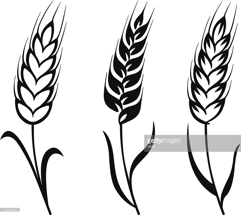 Wheat Vector - ClipArt Best