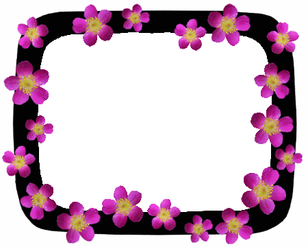 Black with Pink Roses Animated GIF Border