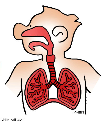 Respiratory System Clipart
