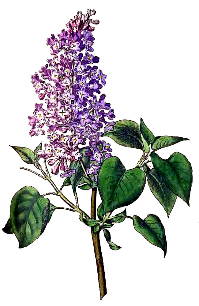 free lilac flower clip art - photo #2