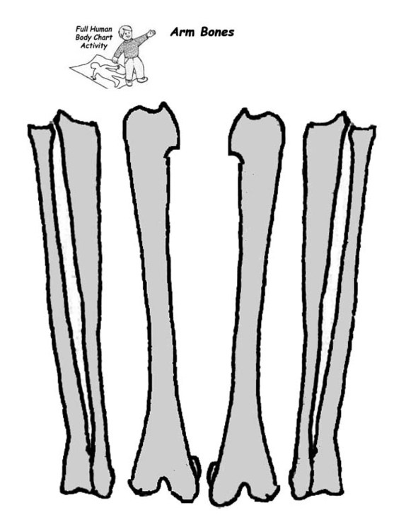 Arm Bones Diagram Clipart - Free to use Clip Art Resource