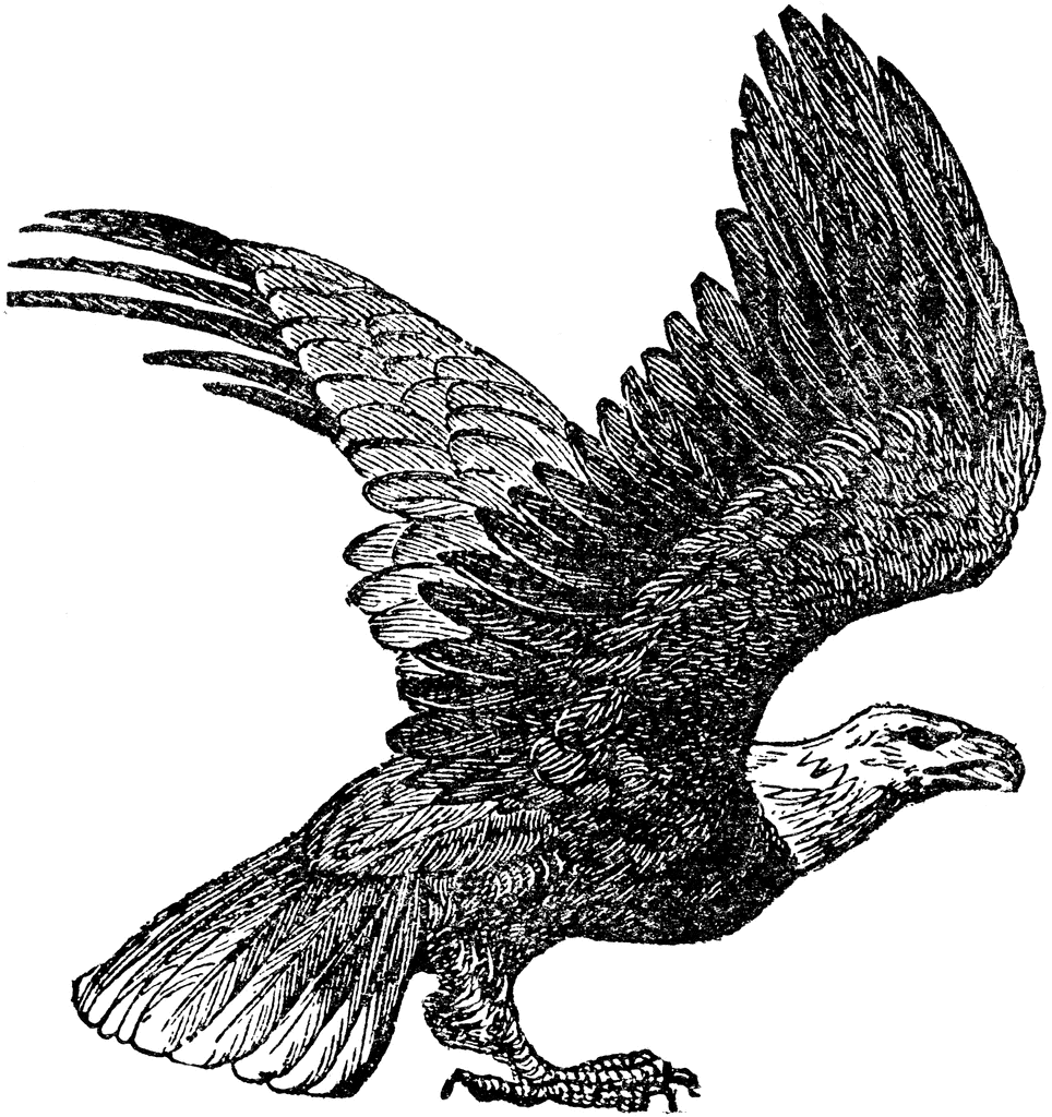 soaring eagle clipart black and white - photo #35