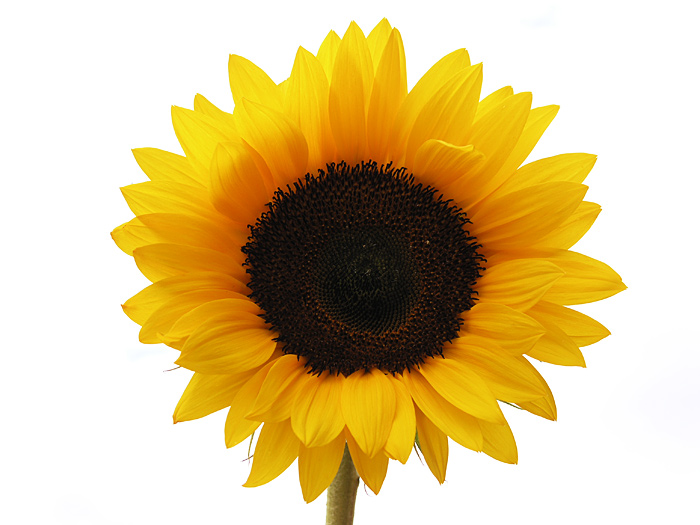 Sunflower | Free Images - vector clip art online ...