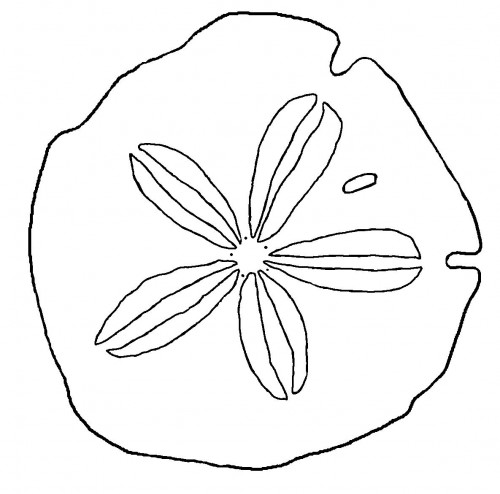 Pix For > How To Draw Sand Dollar