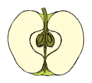 Cross Section Of Apple - ClipArt Best