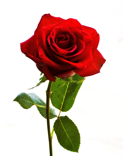 44+ HD Quality Rose Images, Rose Wallpapers HD Base