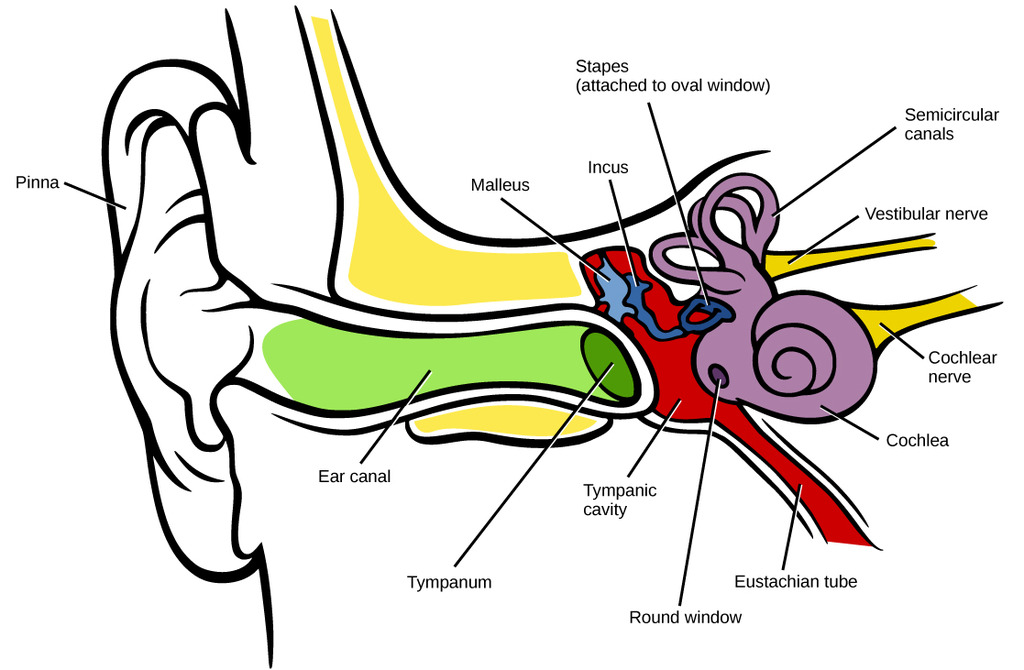 Image Of The Ear | Free Download Clip Art | Free Clip Art | on ...