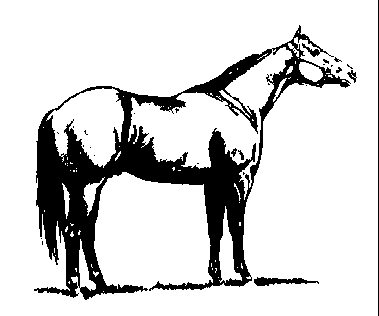 quarter horse clipart - photo #1