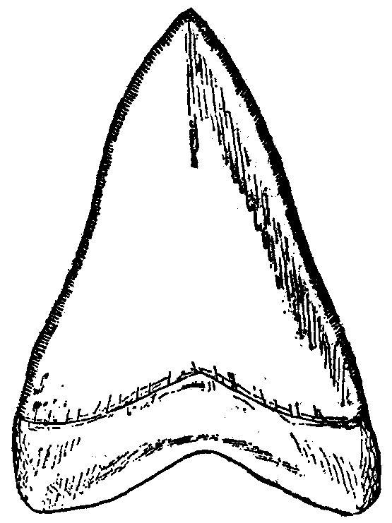 Britannica Shark Carcharodon rondeletii Tooth.png 