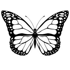 Butterfly Drawings In Pencil - ClipArt Best