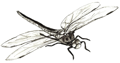 How to Draw a Dragonfly - Draw Step by Step
