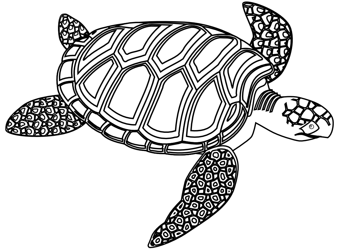 Clip Art: Green Sea Turtle Black White Line ...