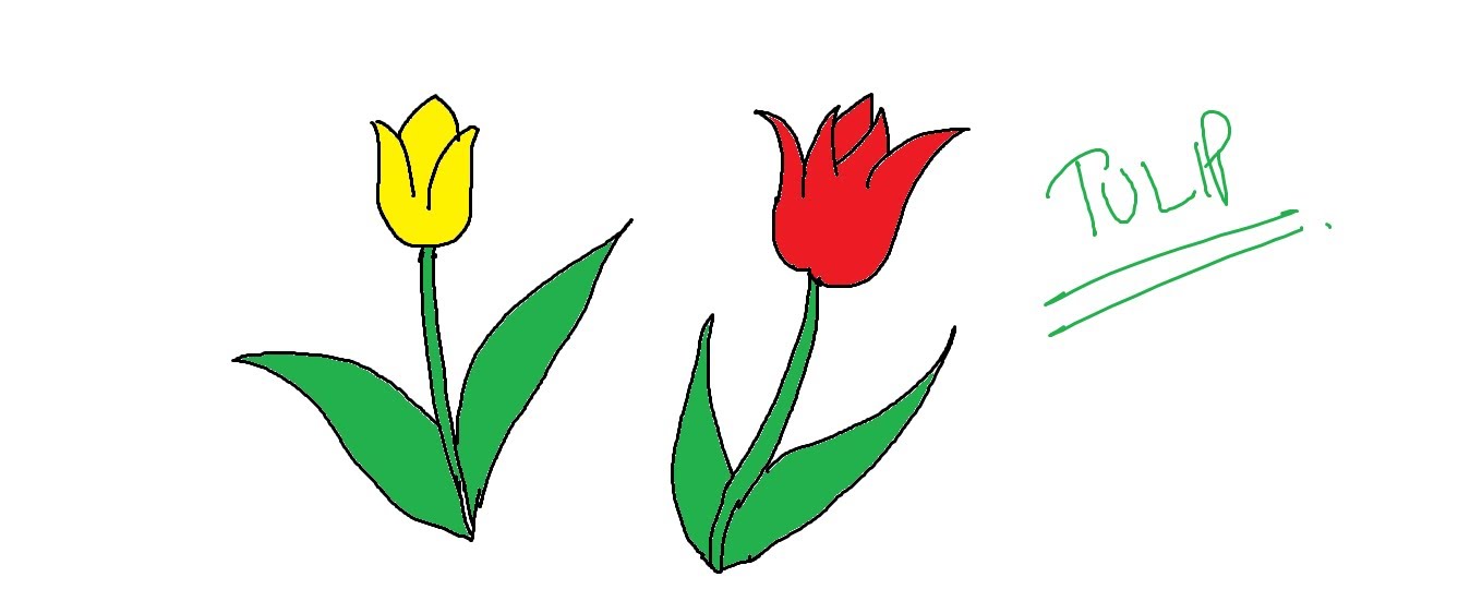 Easy Kids Drawing Lessons : How To Draw Cartoon Tulip Flower - YouTube