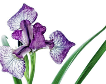 lilac iris