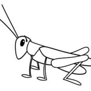 Grasshopper Clipart - 41 cliparts