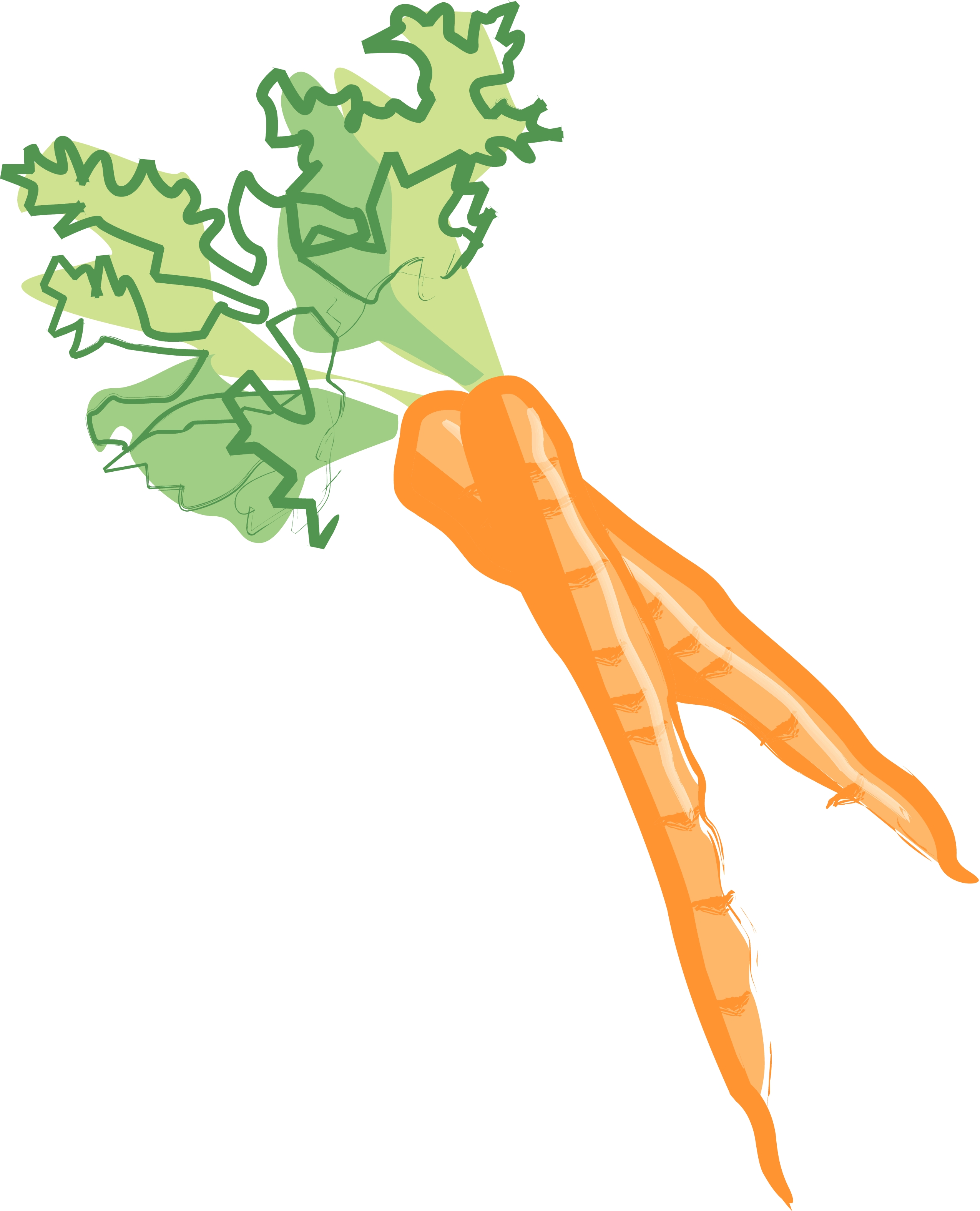 Carrots Clipart