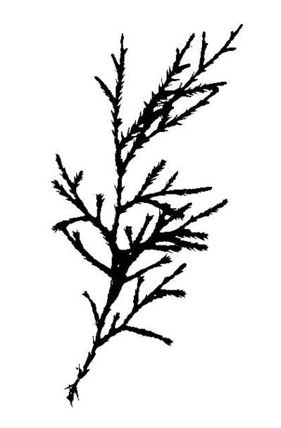 Cedar Tree Silhouette Clipart - Free to use Clip Art Resource