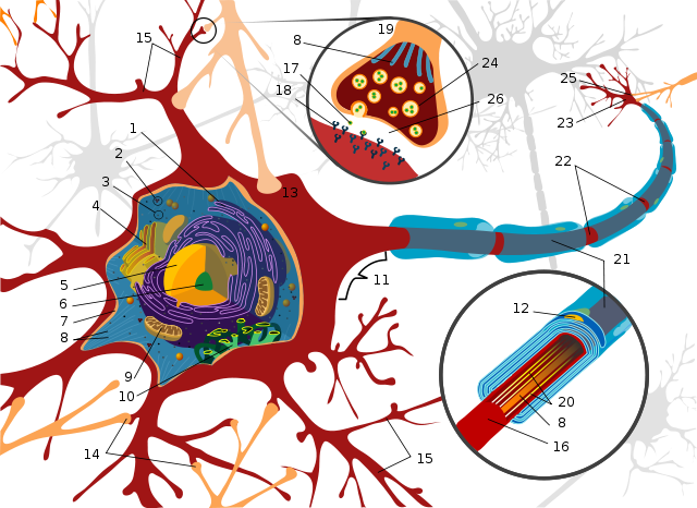 File:Complete neuron cell diagram numbered.svg
