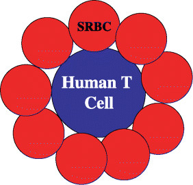 Diagram of a sheep red blood cell (SRBC) rosette. Ovine ...
