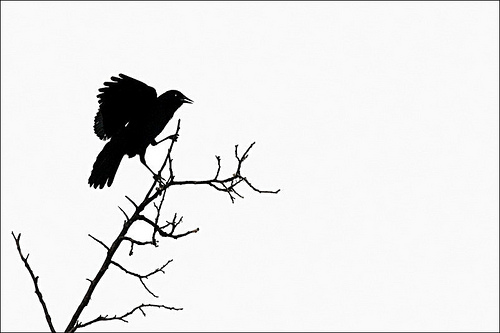 Blackbird Singin' in the Dead of Night | Flickr - Photo Sharing!
