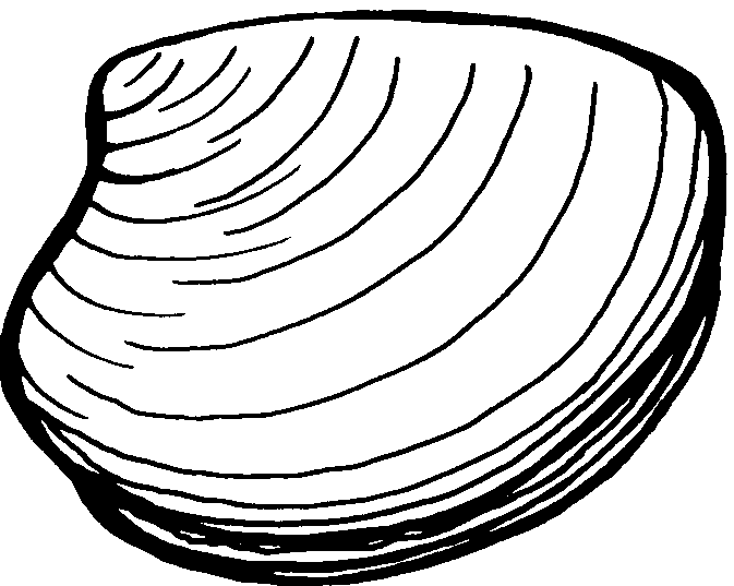 Clam Clip Art