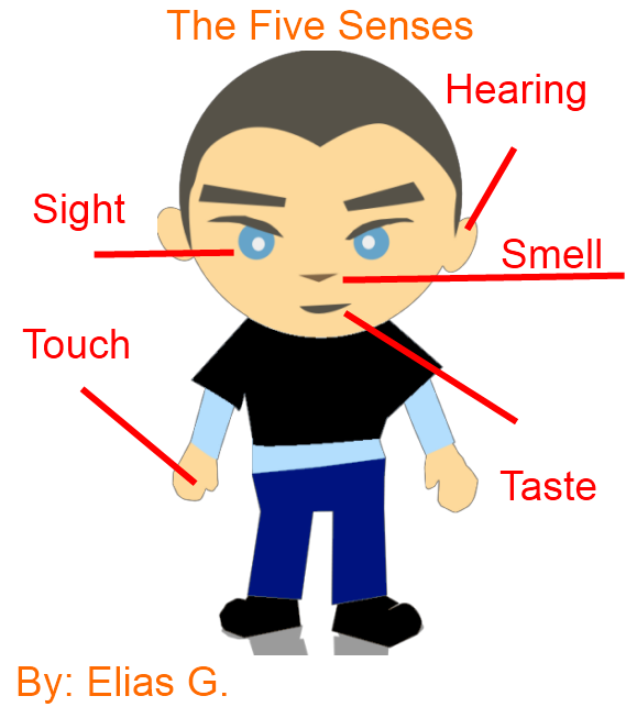 Labeling the Five Senses | K-5 Computer Lab Technoogy Lessons