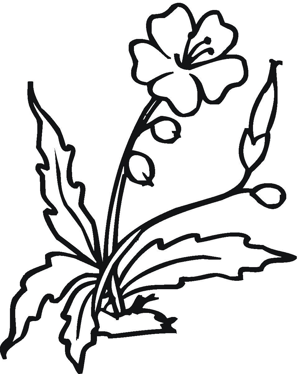 Drawings Of Hibiscus Flowers - ClipArt Best