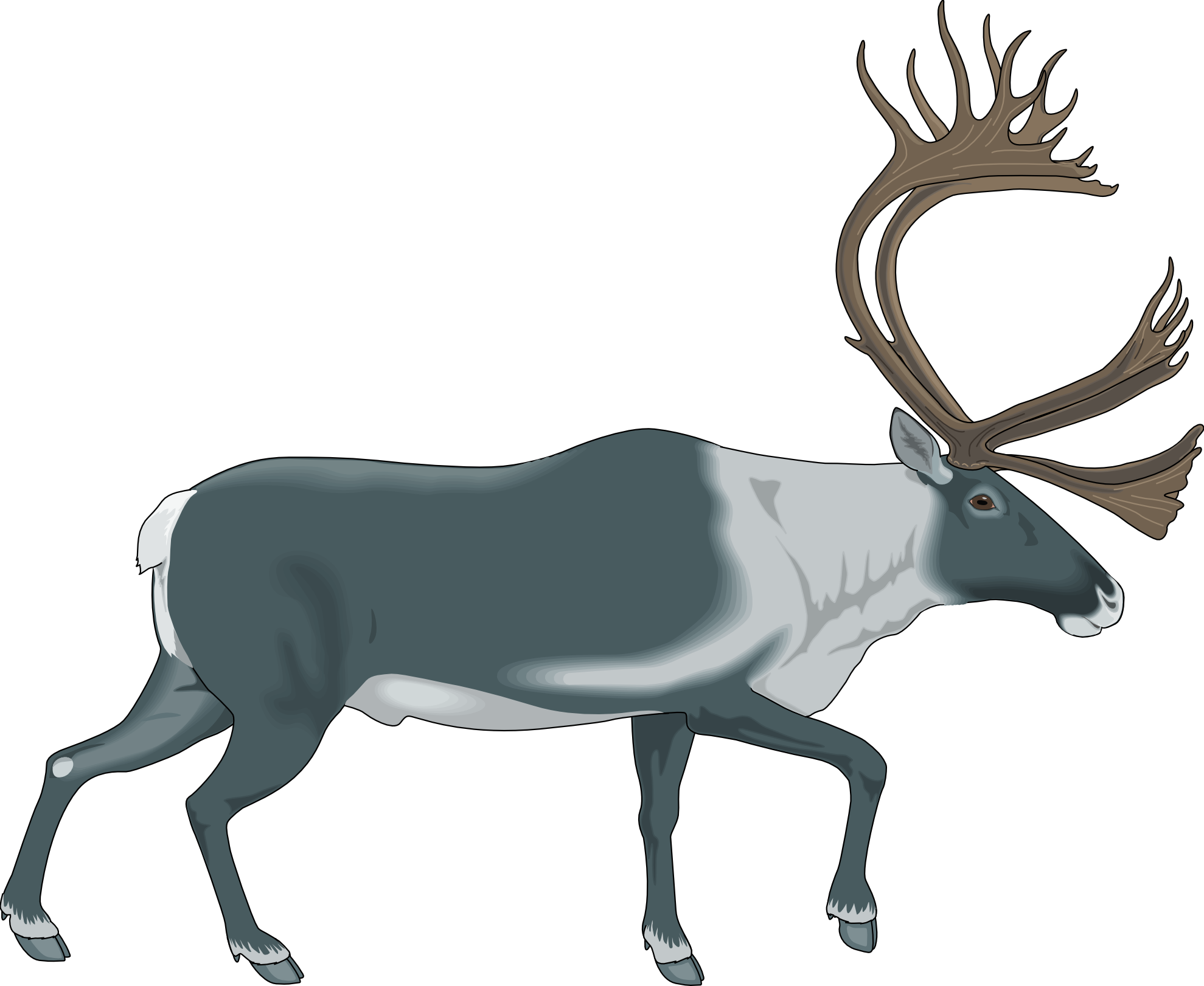 Clip Art: Reindeer Raindeer Animal 7 Black White ...