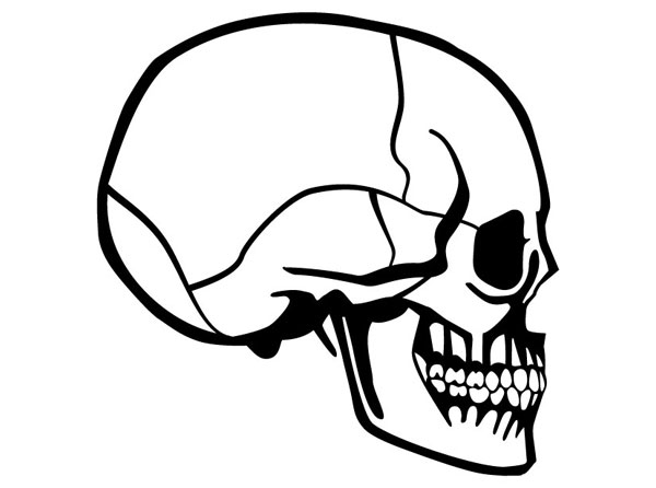 Skull Vector Image | Download Free vectors | Vector Art Designs