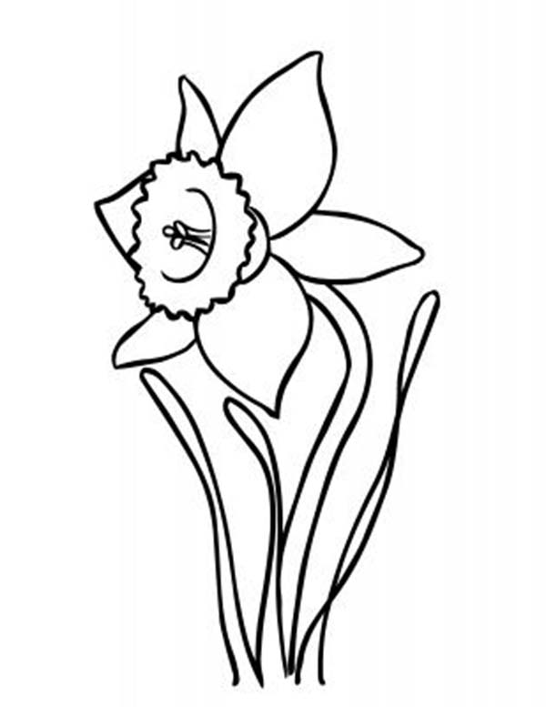 A Daffodil Flower Coloring Page: A Daffodil Flower Coloring Page ...