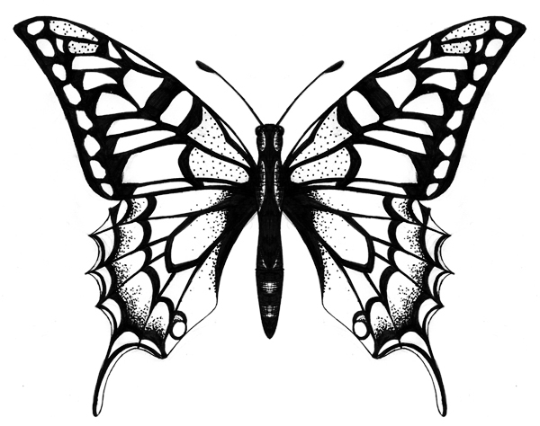 Butterfly Sketches - ClipArt Best