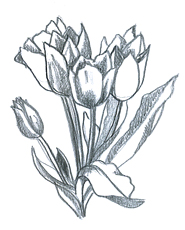Flower Sketches - Pencil Flower Drawings