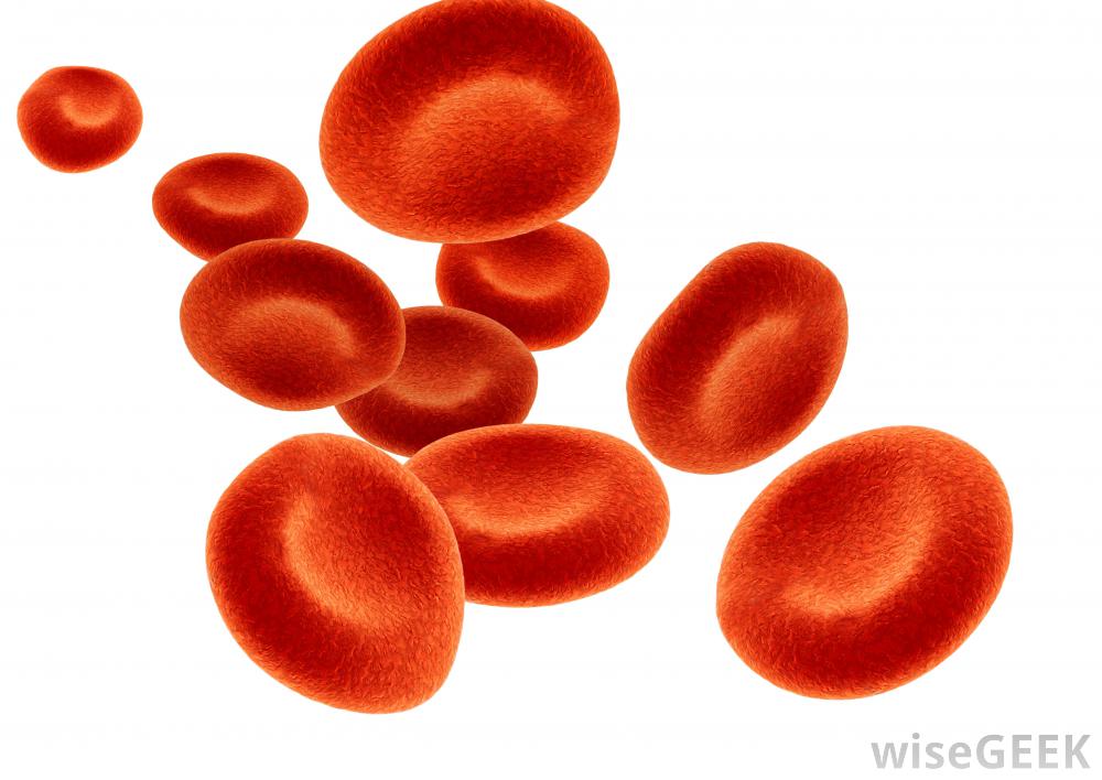 What is Involved in Red Blood Cell Production? (with pictures)