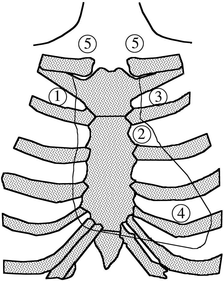Heart And Rib Cage Drawing - ClipArt Best