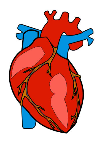 Anatomical Heart Clipart - Tumundografico