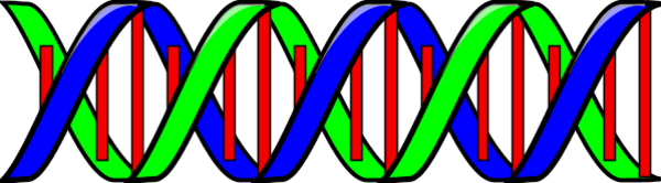 Double Helix DNA - vector Clip Art