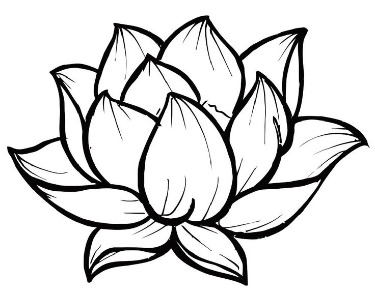 Lotus Flower Template Free Printable
