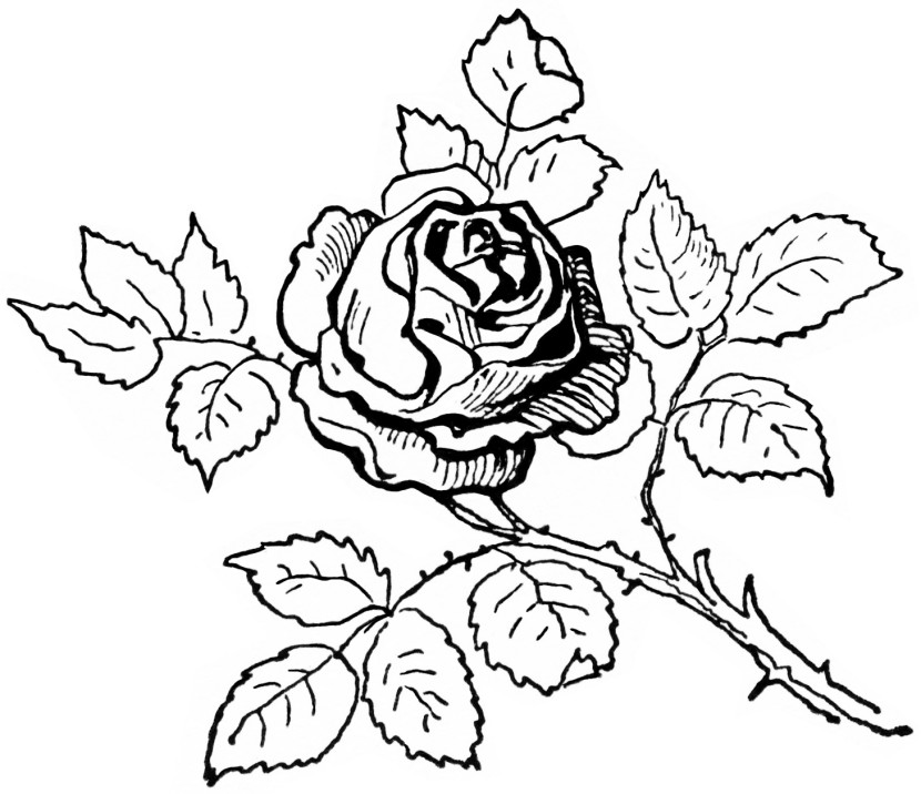 Flower Clipart Black And White - Clipartion.com