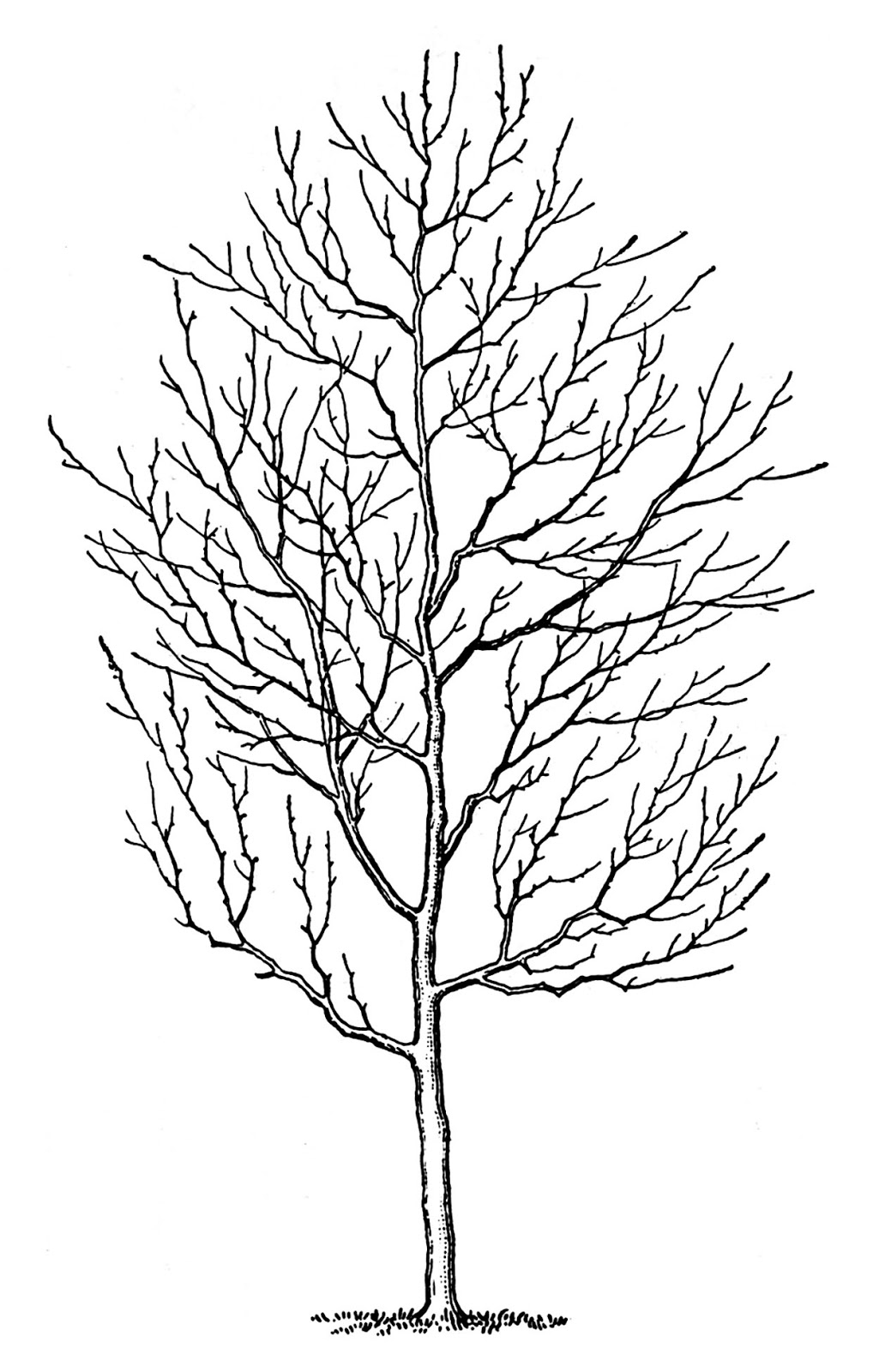 clip art tree with no leaves - photo #19