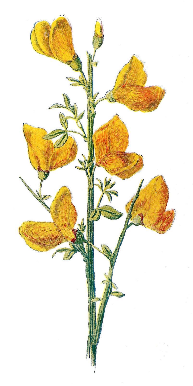 Antique Images: Free Wild Flower Clip Art: 2 Flower Illustrations ...