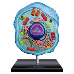 Tedco 4D Science - Animal Cell Model - Reviews & Prices @ Yahoo ...