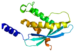 Neutrophil cytosolic factor 4