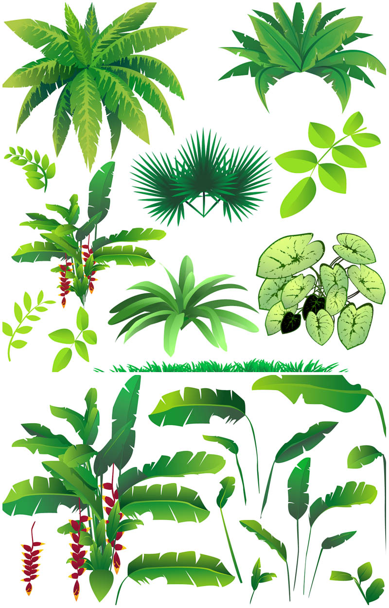 Rainforest Plant And Tree Clipart