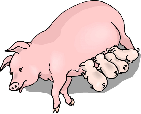 Image of Pig Clipart #1496, Clip Art Pigs - Clipartoons