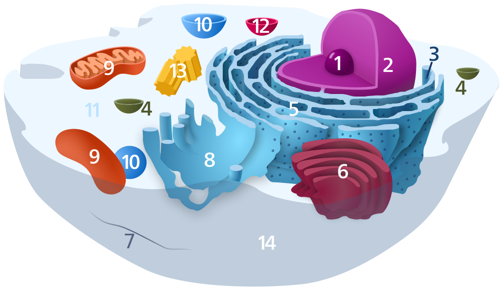 Unlabeled Animal Cell