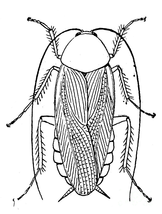 Cockroach Pictures Images | Free Download Clip Art | Free Clip Art ...