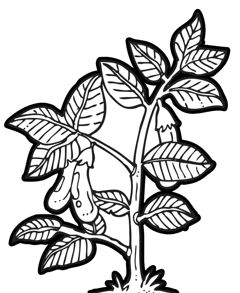 clipart plants black and white - photo #7