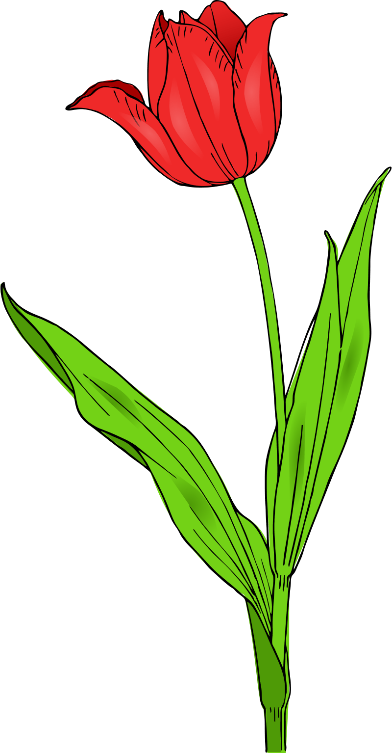 colored tulip spring SVG