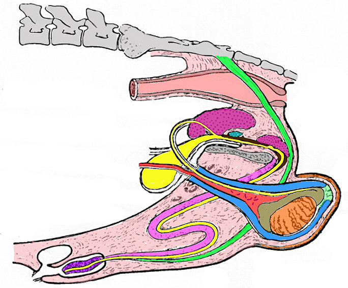 male anatomy and histology